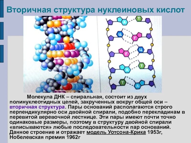 Молекула днк состоит из двух спирально закрученных. Днк состоит из двух полинуклеотидных цепей. молекула днк состоит из двух спирально закрученных цепей. вторичная структура днк бх. число полинуклеотидных цепей в молекуле днк.