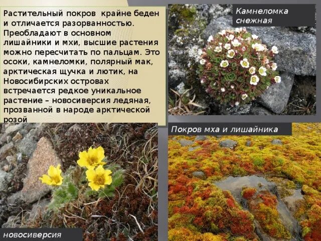 Камнеломка в какой природной зоне