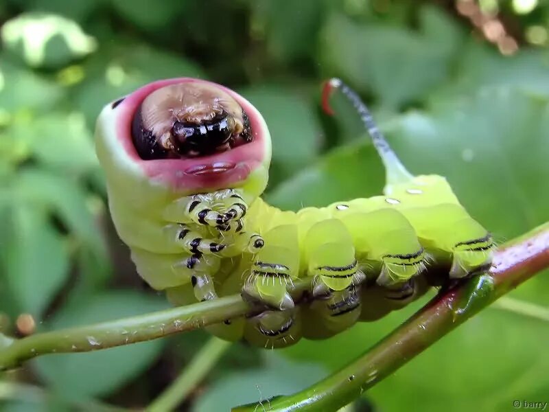 Кристальная гусеница дальцерида. Цекропия гусеница. Гусеница с зубами. Ротовой аппарат гусеницы. Гусеница зубы.