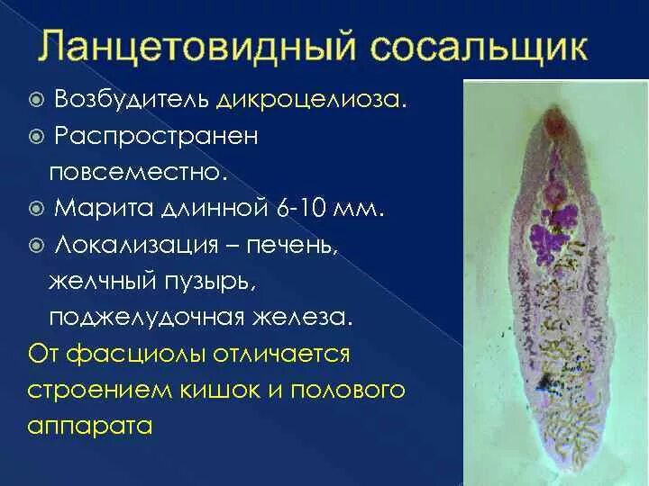 Значение сосальщика