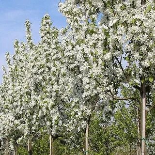 Седая яблоня