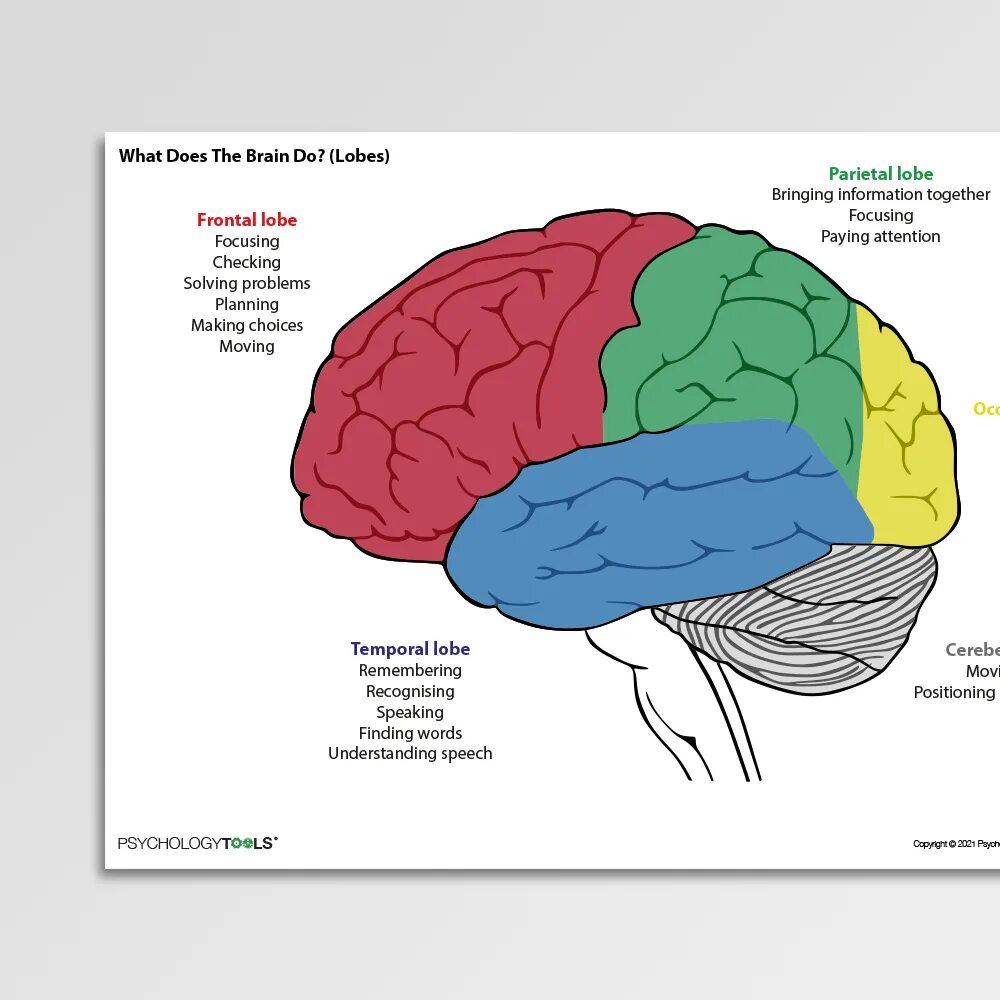 The structure of the human brain. Lobes of the brain. мозг пдф. brain frontal lobe. brain lobes and functions.