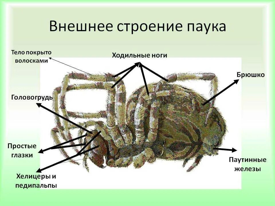 Сколько пар ходильных
