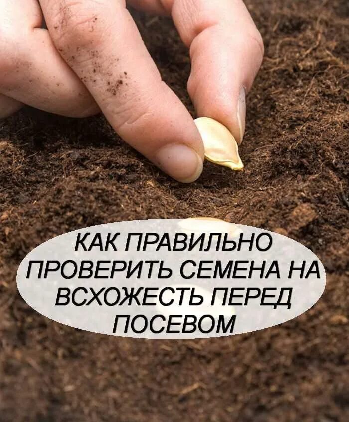 Почему для посева отбирают