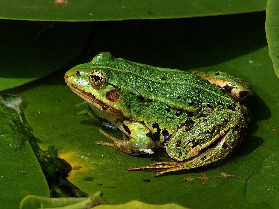 Обыкновенная жаба (bufo bufo). Серая жаба bufo bufo. Серая жаба буфо буфо. Обыкновенная жаба паротиды. Жаба серая (жаба обыкновенная).