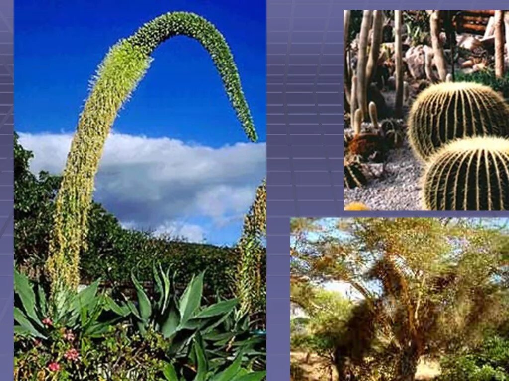 Растительный мир Южной Америки. Растения обитающие в Южной Америке. Растения Северной и Южной Америки. Растения которые в Северной Америки. Виды растений в южной америке