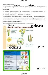 Сивоглазов плешаков биология 6 класс