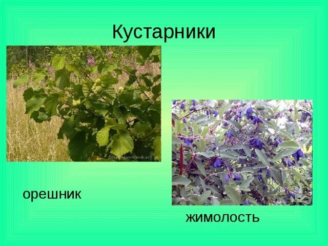 Кустарниковый ярус леса растения. В каком ярусе растет орешник. Орешник, бересклет, жимолость. Лес 1 ярус деревья 2 ярус кусты 3 ярус трава. Орешник ярус.