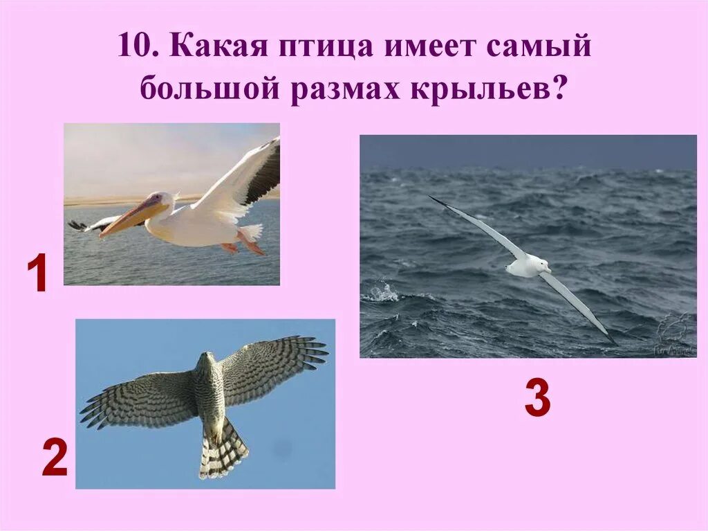 У какой птицы нет крыльев. Самый большой размах крыла у птиц. у какой птицы самый большой размах крыльев. самый большой размах крыльев. самая большая птица размах крыльев.
