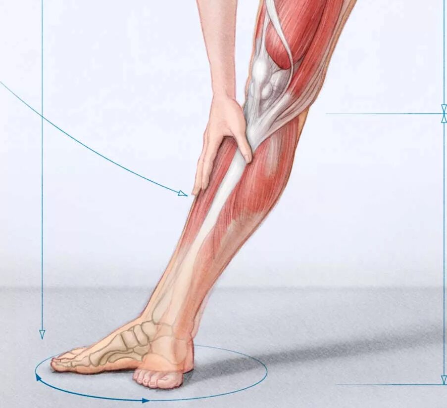 Болит нога ноет тянет. Утолщение икроножной мышцы. Судорога икроножной мышцы. Болят мышцы голени.