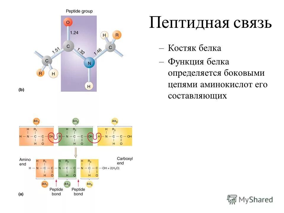 белки состоят из мономеров. белковые молекулы состоят из. пять аминокислот и цепь. пять аминокислот и цепь. изомерия.
