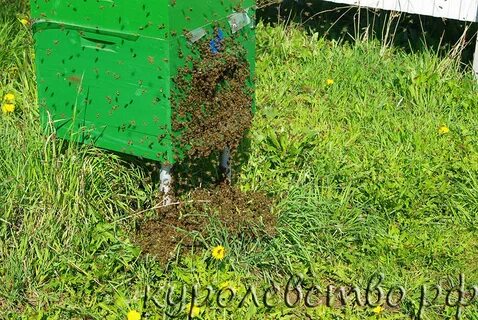 Пчелы в пустом улье