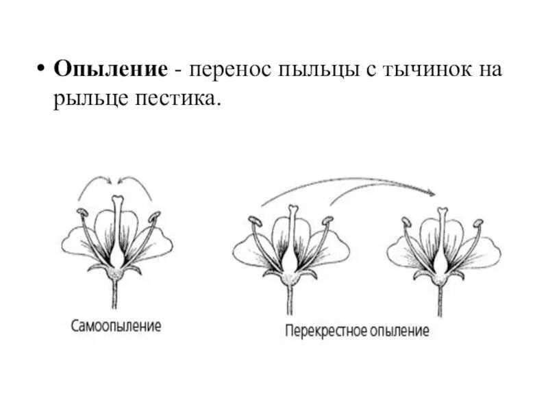 Самоопыление и перекрестное опыление. Схема перекрестного опыления. Опыление насекомыми схема. Опыление растений схема. Перенос пыльцы на рыльце пестика называют