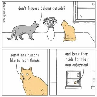 They cats