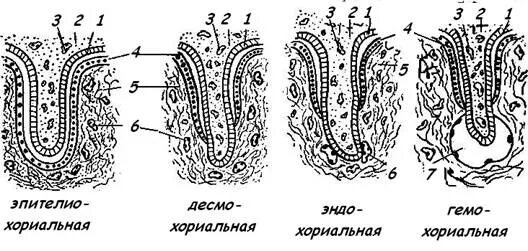 Типы строения плаценты. Классификация плацент гистология. типы гистологического строения плаценты. типы плацент млекопитающих гистология. тип плаценты человека гистология.