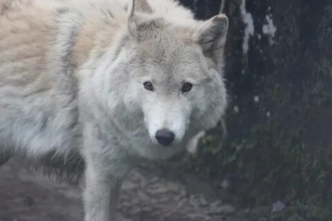 Белый волк калининград