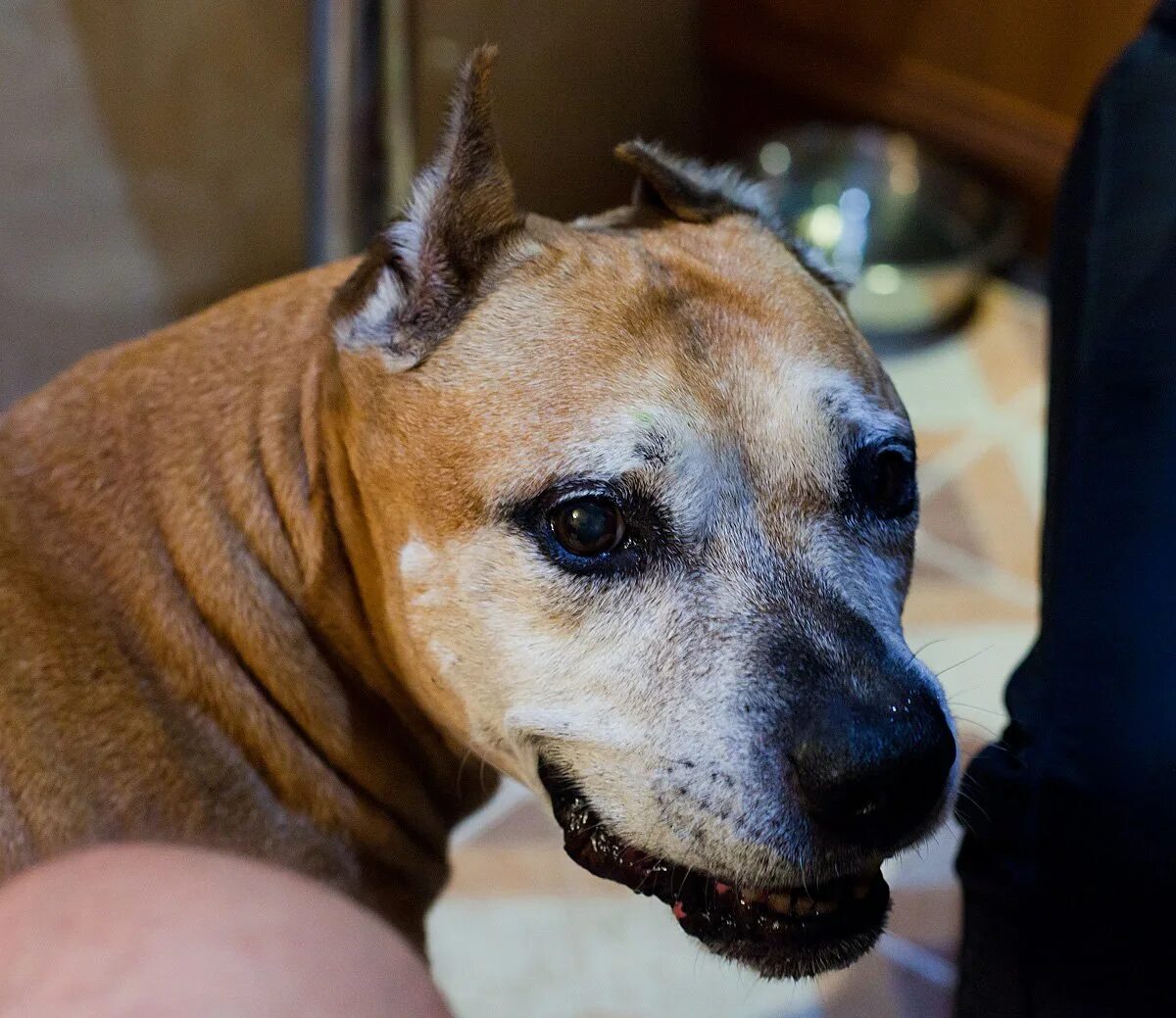 Купирование стаффордширского терьера. Купить стаффа в крыму. Купить щенка в крыму стаффа. Американский стаффордширский терьер не купированный. Стаффордширский терьер купированные.