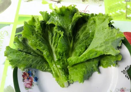 Как называются листья салата