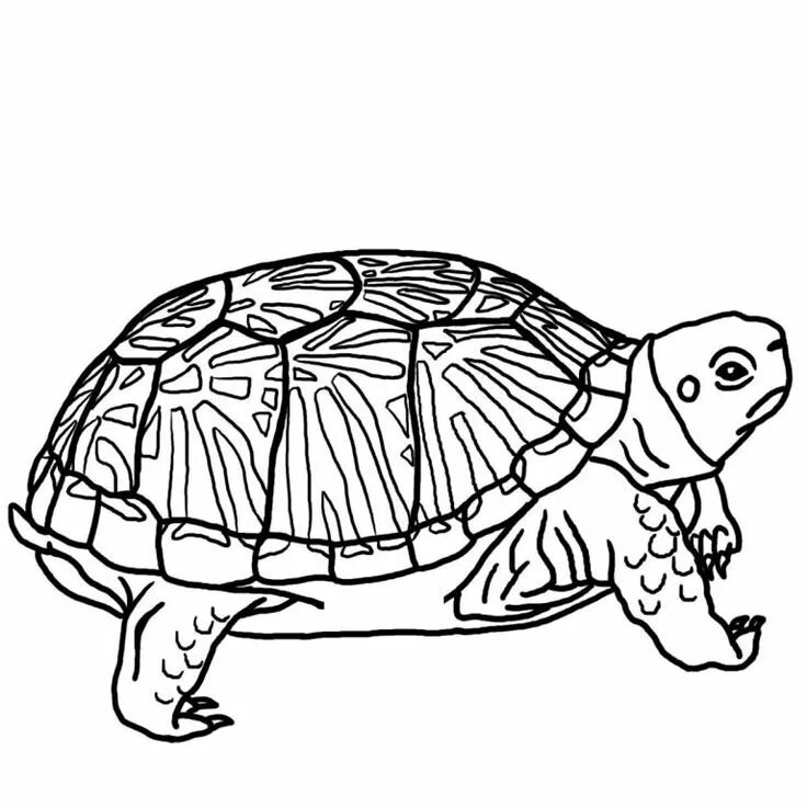 Turtle outline to Turtle coloring pages, Turtle outline, Cute coloring pages