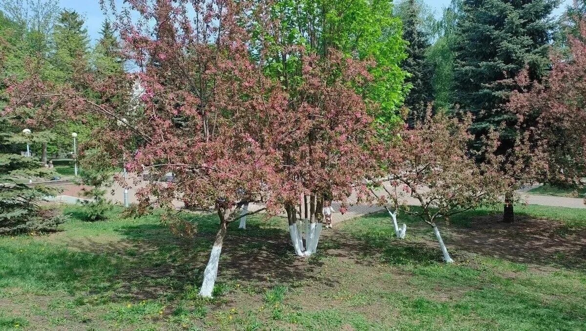 Сакура в уфе в парке матросова. Башкирская сакура в уфе. Башкирская сакура в уфе. Уфимская сакура. Парк матросова уфа сакура.