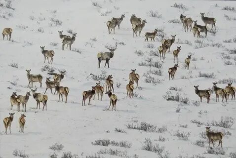 Cantabrian chamois - Wikipedia