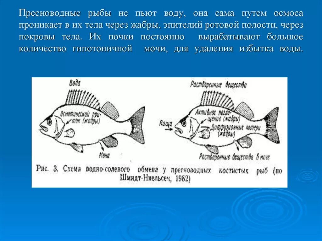 Какие рыбы пьют воду. Пресноводная рыба в морской воде. Как пьют рыбы. Рыбы пьют воду. Прочитайте рыбе вода