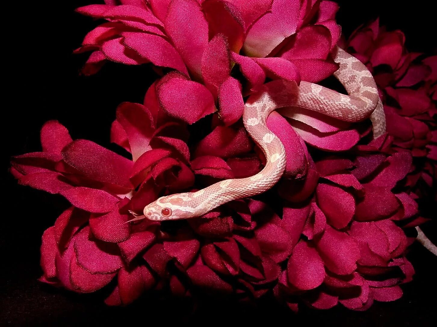 Snake x. Красивые змеи. Змеи Эстетика. Розовые змеи. Змеиный цветок.