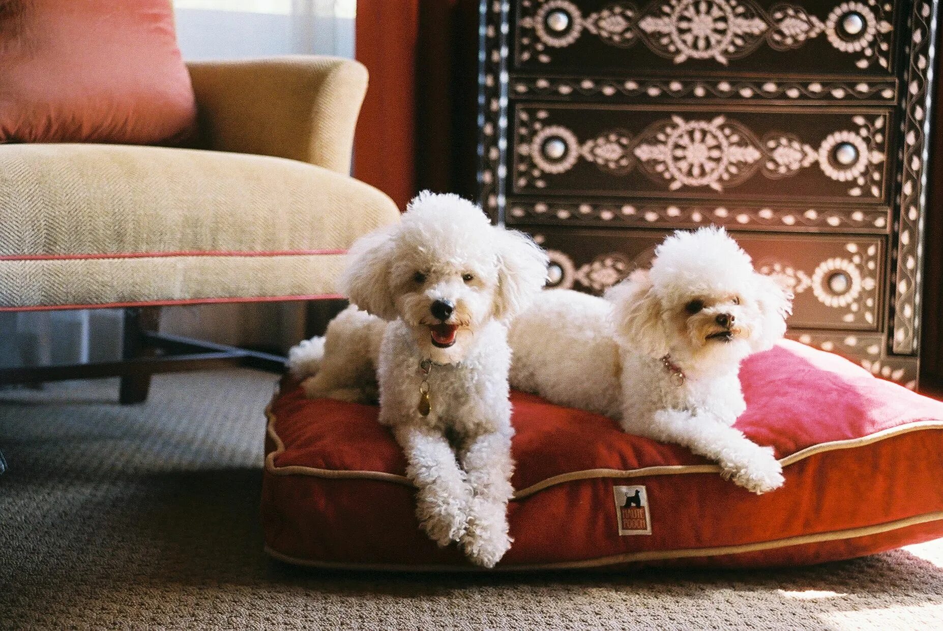 Them for pets