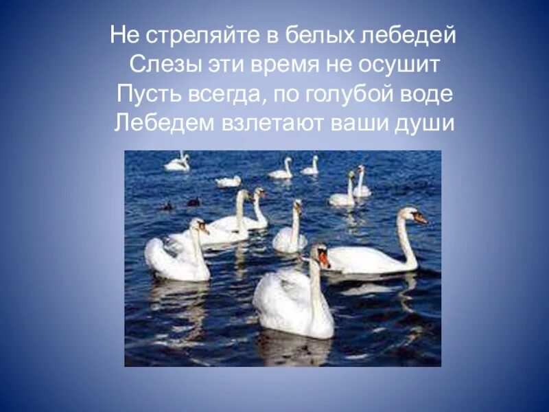 Белый лебедь произведение. Не стреляйте в белых лебедей. Васильев не стреляйте в белых лебедей.