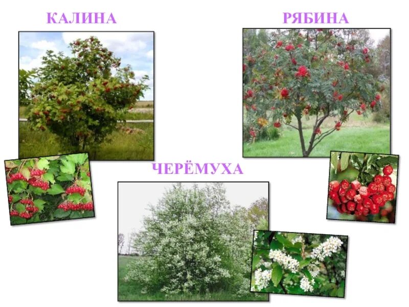 Боярышник ярус. Черемуха ярус. Боярышник зеленомясый. Растения нижнего яруса. Широколиственные леса кустарники.