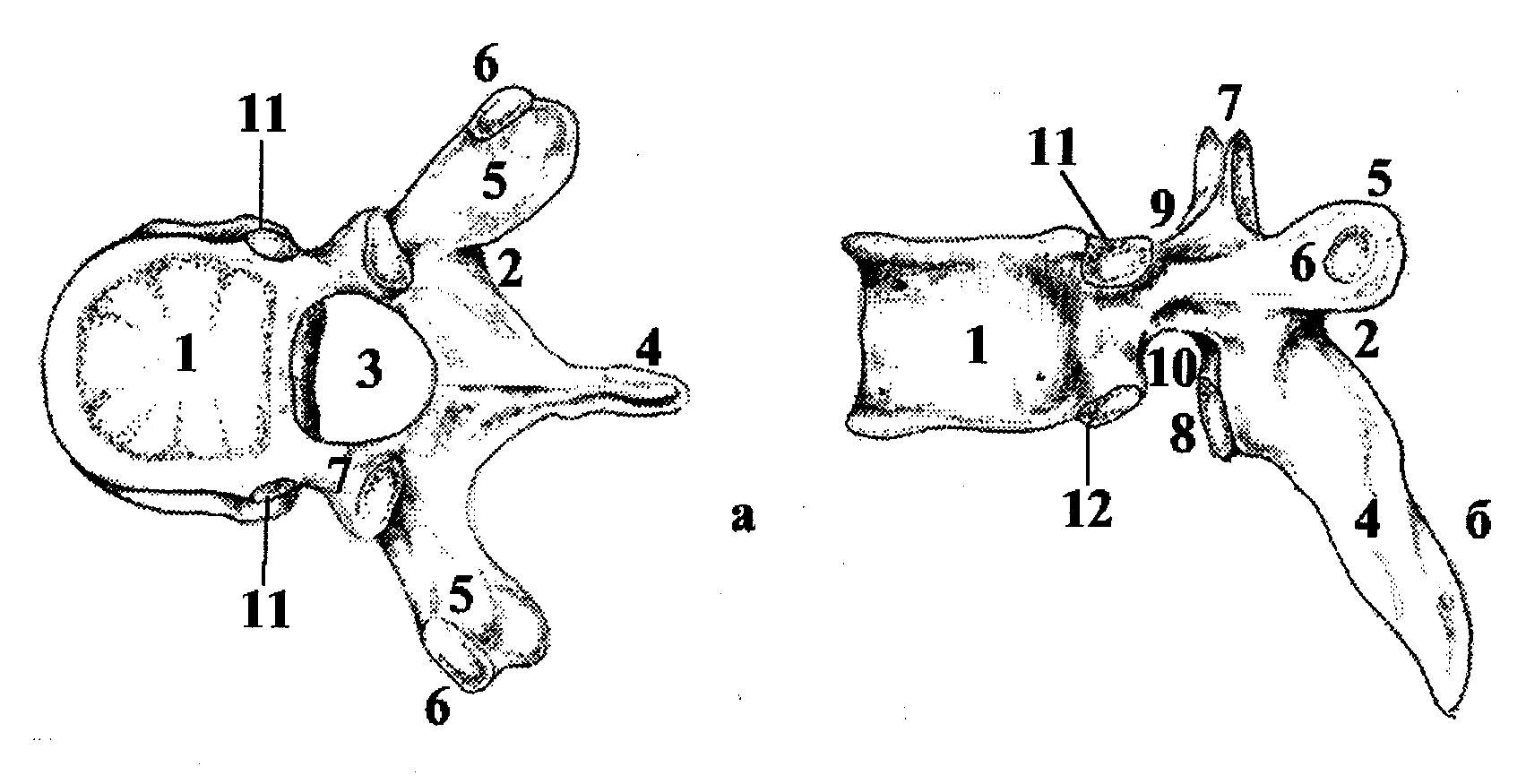Строение позвонка рисунок. Грудной позвонок вид сверху и сбоку. Грудной позвонок вид сверху вид сбоку. Строение грудного позвонка сбоку. Грудной позвонок вид сбоку рис.