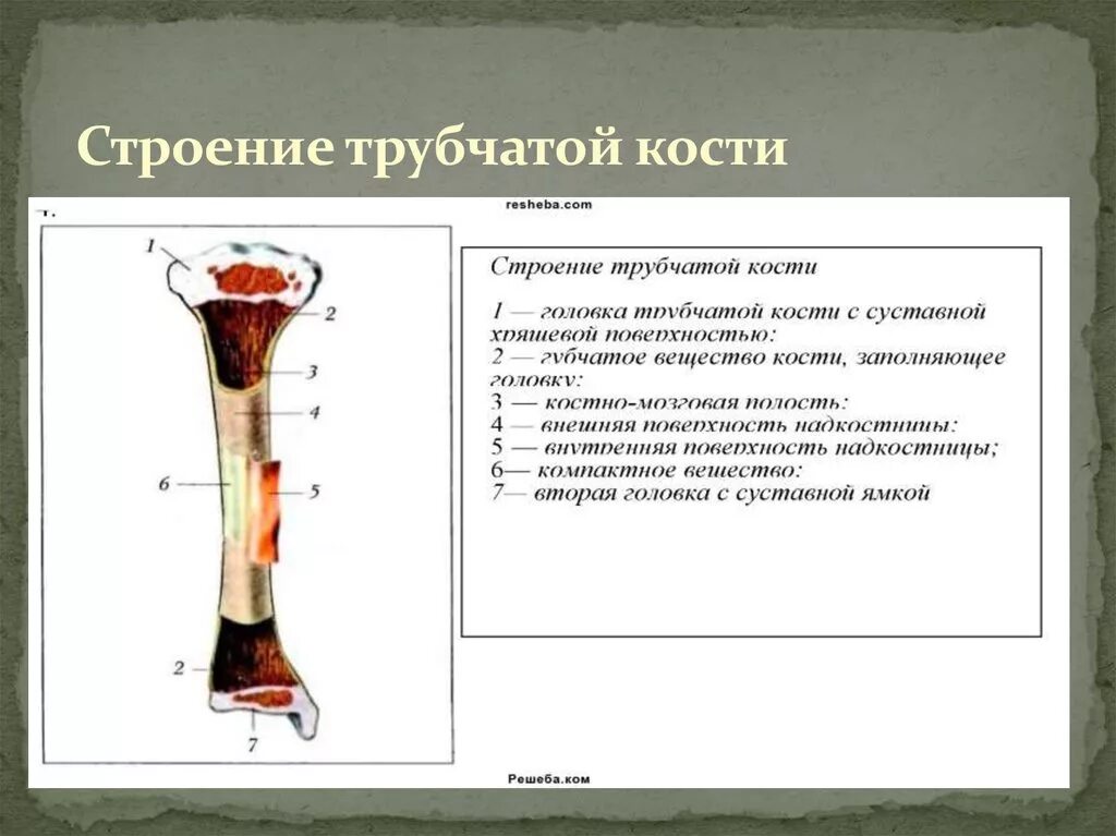 Тело длинной трубчатой кости. Трубчатая кость строение. Строение трубчатых костей. Строение трубочной кости. Строение трубчатой.