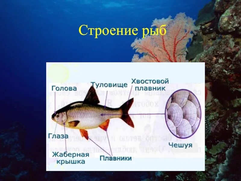 Рисунок строение рыбы 2 класс. Строение рыбы. строение рыбы для детей. внешнее строение рыбы. картинка строение рыбы.