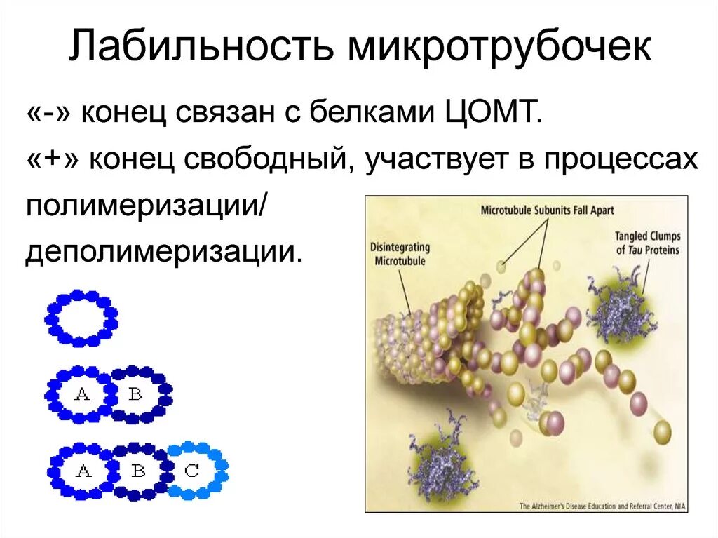 Процесс формирования микротрубочек. Центр организации микротрубочек центриоли. лабильность микротрубочек. белок микротрубочек. микротрубочки участвуют в.