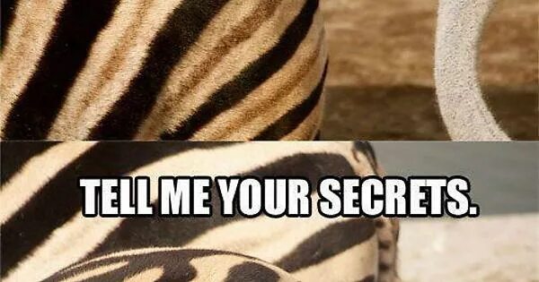 Tell my your secrets. Мем про двух зебр. зебра мемы. your-secret. zebra butt.