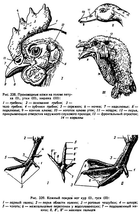 Кожа у птиц тонкая. Производные кожи птиц. Производные кожного Покрова птиц. Анатомия курицы. Части головы курицы.