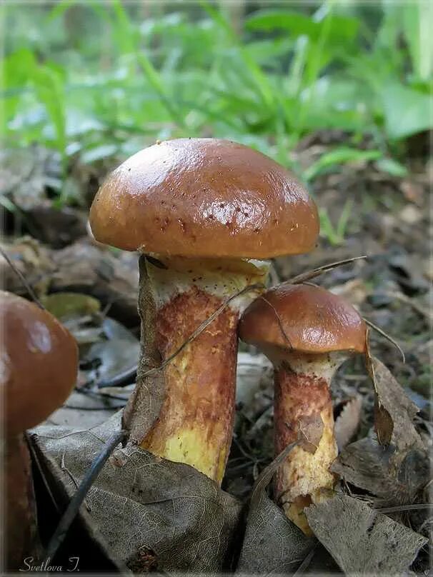 Осенние грибы маслята. Грибы маслята. Масленок Пихтовый. Маслёнок гриб. Съедобные грибы маслята.