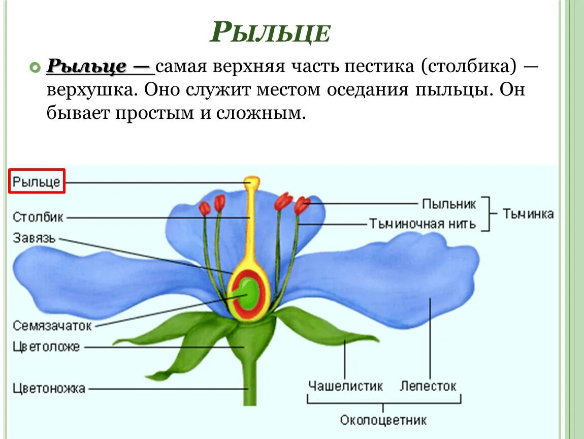 Где завязь у цветка