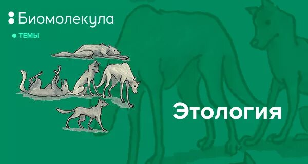Физиология и этология животных. Физиология и этология животных