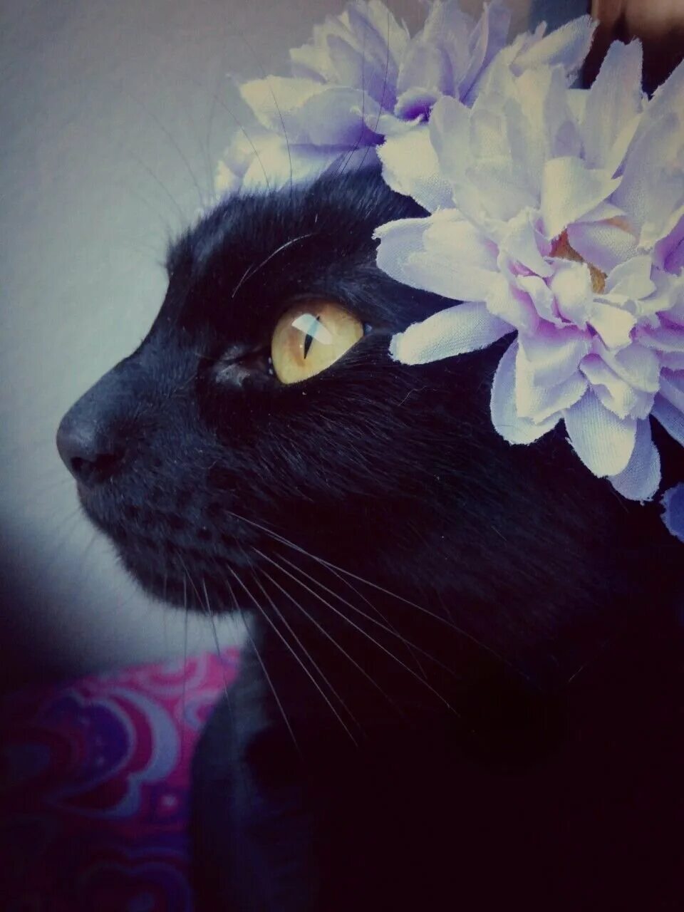 Эстетика котики на аву. Черная кошка и цветы. Черный кот в цветах. Котик в цветах. Черные котики с цветами.