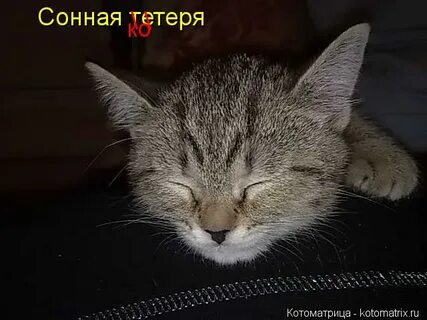 Что такое сонные тетери