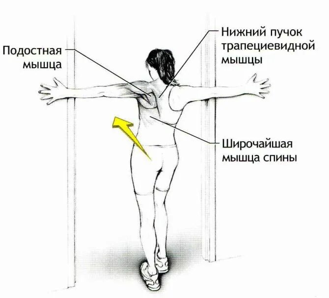 Поднятие руки в плечевом суставе обеспечивает