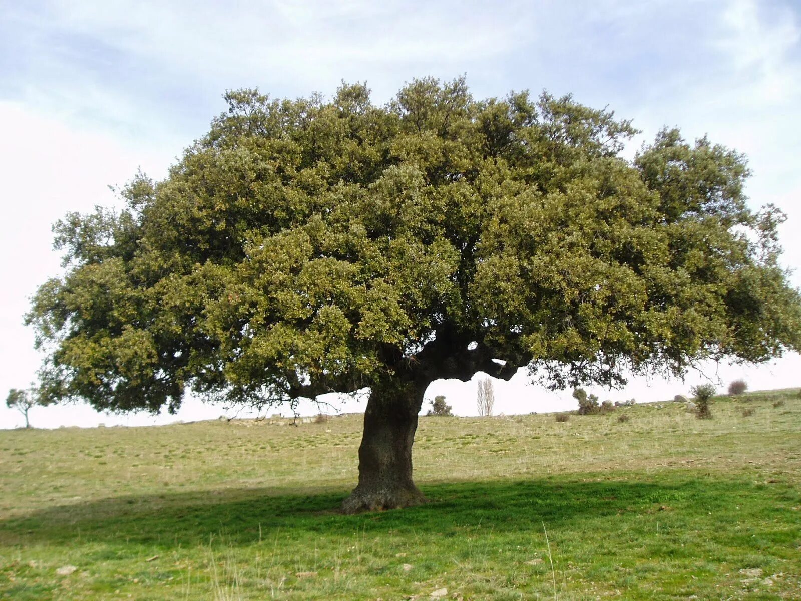 Дерево 6 метров. Дуб вечнозеленый (Quercus). Дуб каменный вечнозеленый. Дуб каменный Quercus Ilex. Дуб каменный (Quercus Ilex l.).