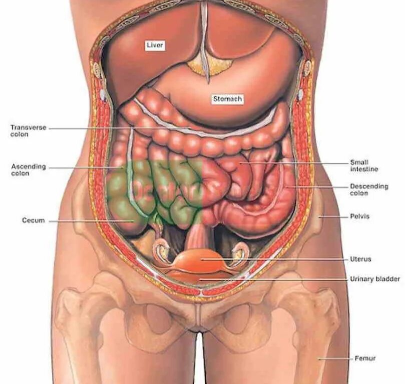 Органы живота. Анатомия брюшной полости женщины. Расположение органов брюшной полости. Строение брюшной полости человека. Расположение внутренних органов у женщин.