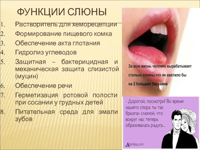 Использование слюны. Функции слюны. Слюноотделение. Функции слюны.. Функции выделения слюны. Формирование слюны.