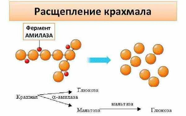 Крахмал расщепляется. Распад крахмала. Расщепление сахара. Расщепление крахмала начинается в. Реакция расщепления происходит в