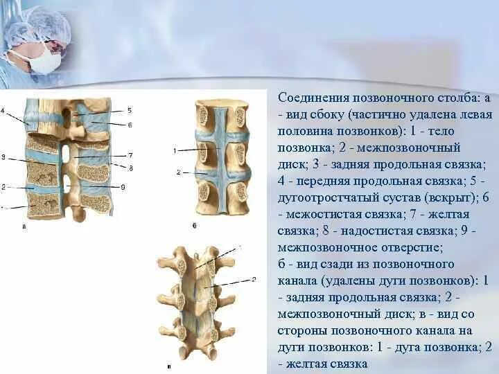 Кости позвоночника тип соединения. Соединение позвонков вид сбоку. Позвонки поясничного отдела Тип соединения костей. Вид соединения костей в позвоночном столбе. Соединения позвоночного столба анатомия кратко.