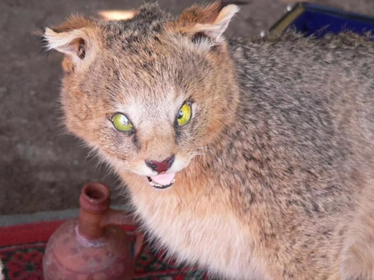 смешное чучело лисы. смешные чучела животных. упоротые чучела. упоротые чучела. лиса таксидермист.