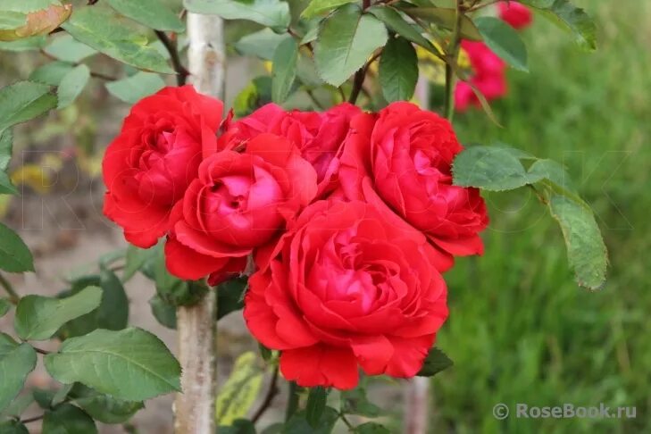 Сорт розы файер кинг. Fair king. Фаер кинг. Кинг огонь. Кинг фаер.