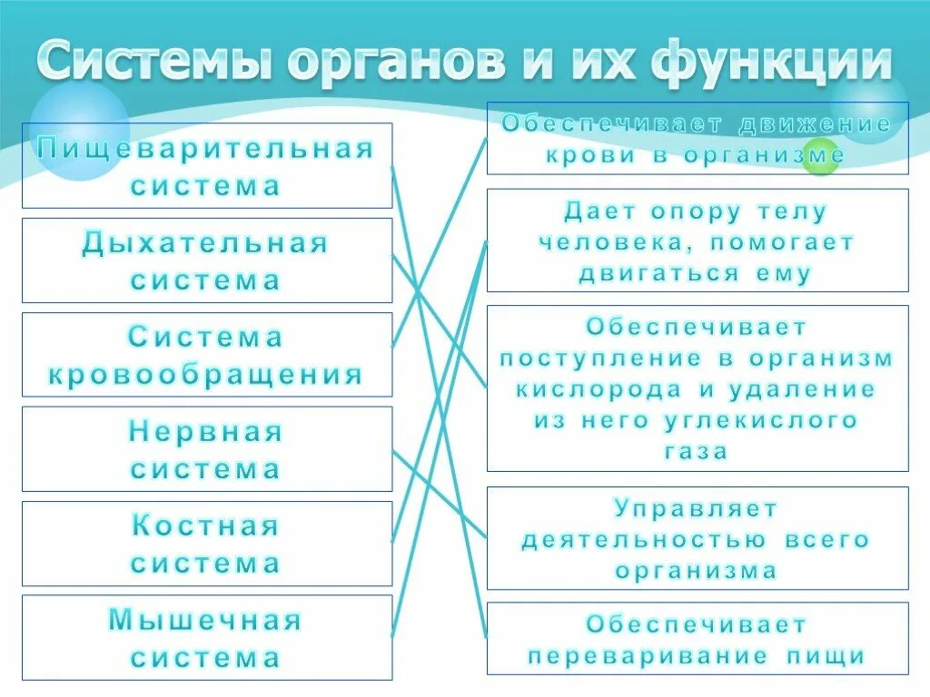 Органы человека и их функции. Системы органов и их функции. Системы органов человека и их функции. Функции органов человека таблица. Система органов органы и их функции.